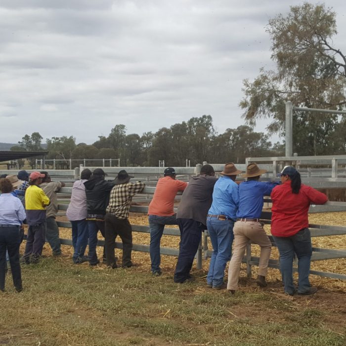 OCB-Blackfella Beef - Woorabinda